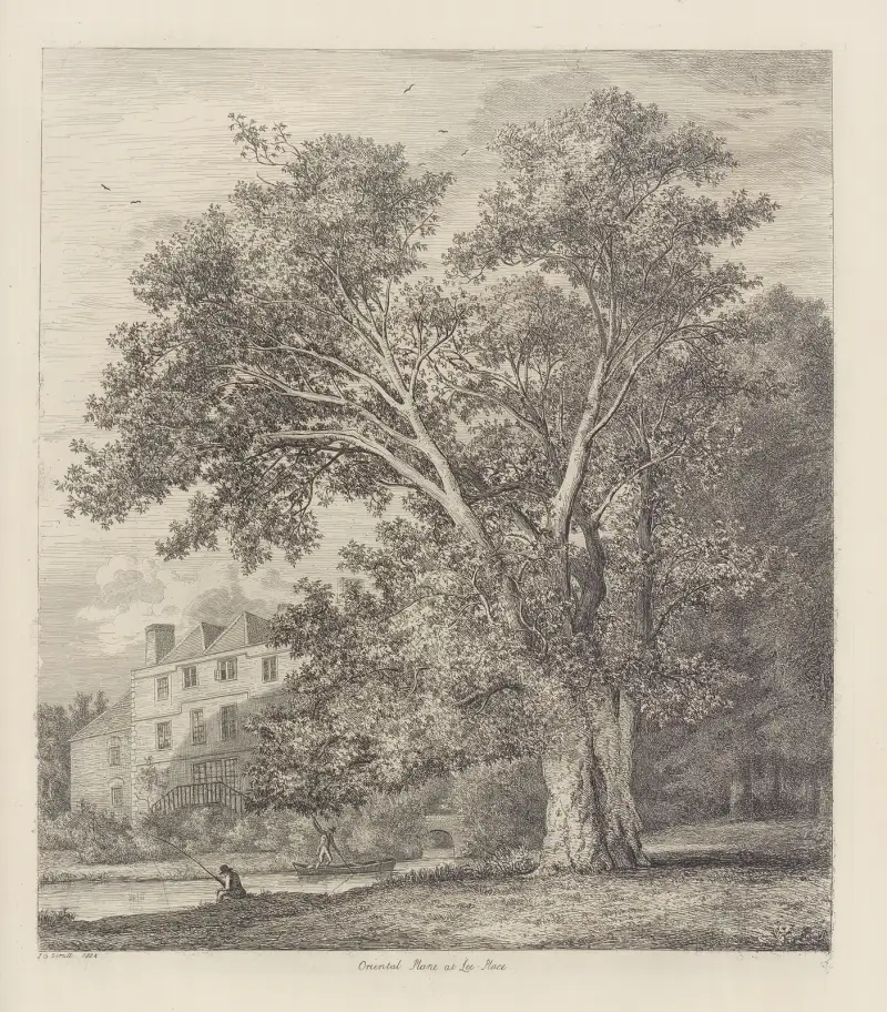 Platan w Lee Court, Jacob George Strutt
