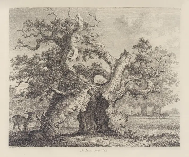 Eken i Salcey Forest, Jacob George Strutt