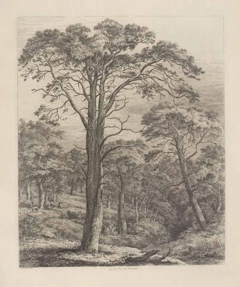The Scotch Fir at Dunmore av Jacob George Strutt