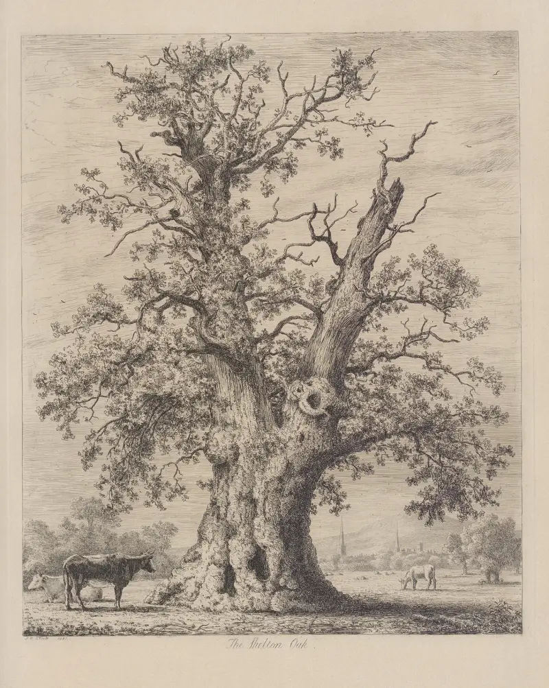 Dąb Shelton, Jacob George Strutt