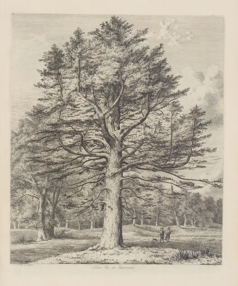 The Silver Fir at Roseneath av Jacob George Strutt