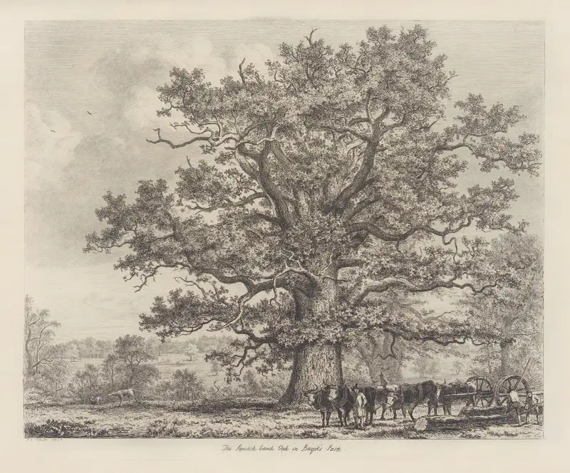 The Squitch Bank Oak av Jacob George Strutt