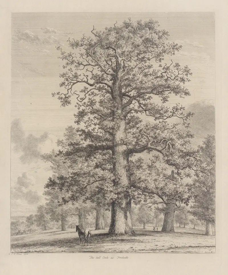 Die hohe Eiche bei Fredville von Jacob George Strutt