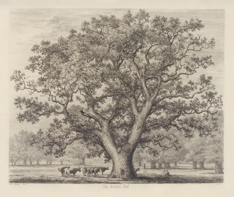 The Wotton Oak av Jacob George Strutt