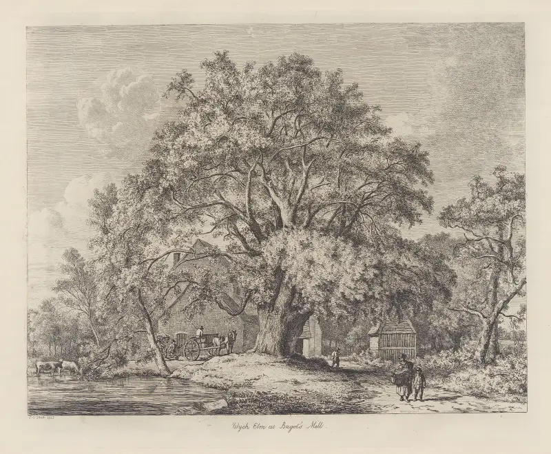 The Wych Elm at Bagot’s Mill av Jacob George Strutt