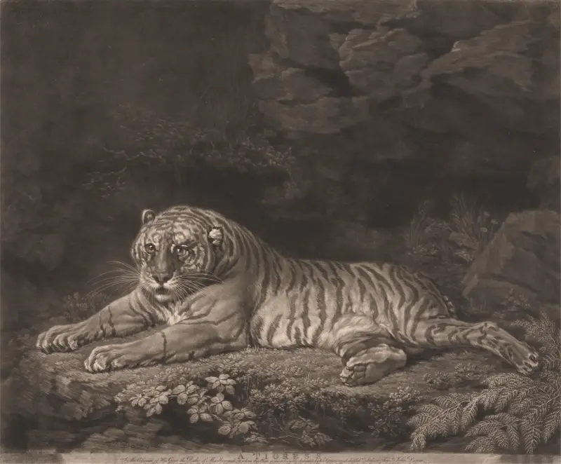 A Tigress av George Stubbs