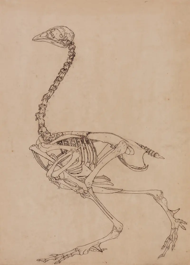 Ptačí kostra, boční pohled, George Stubbs
