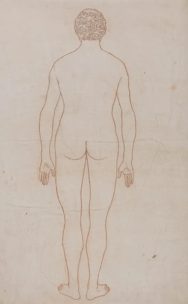 Human Body, Posterior View (1795 to 1806) av George Stubbs