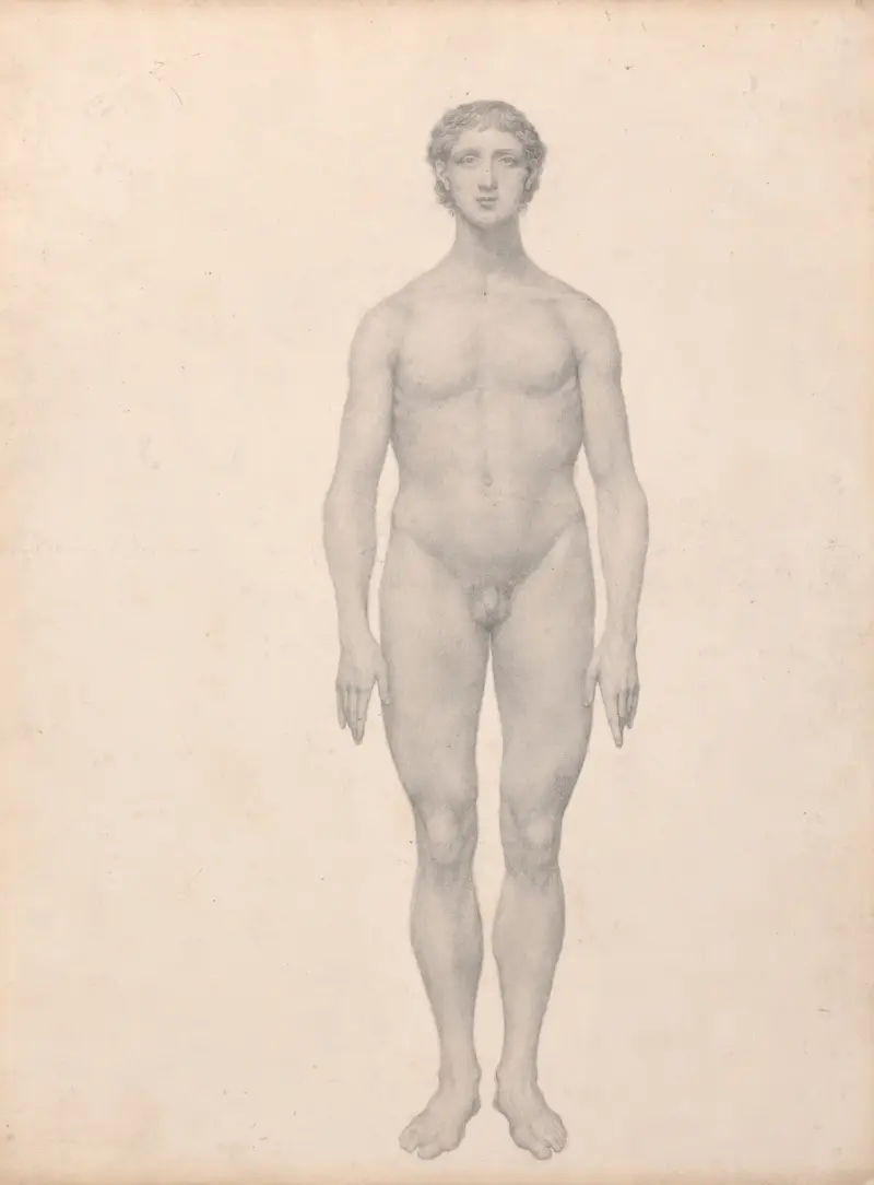 Human Figure, Anterior View, Undissected (1795 to 1806) av George Stubbs
