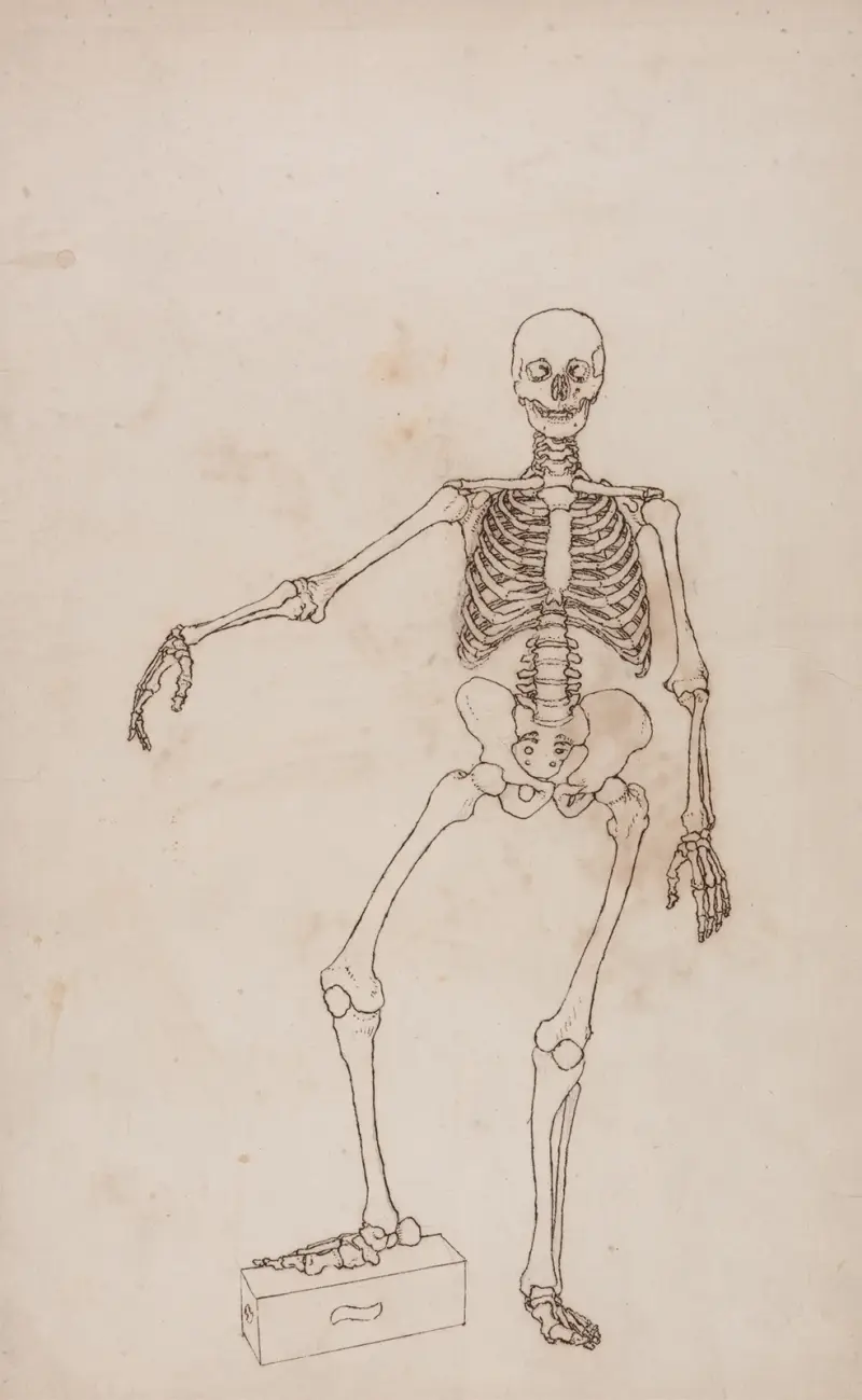 Human Skeleton, Anterior View (1795 to 1806) av George Stubbs