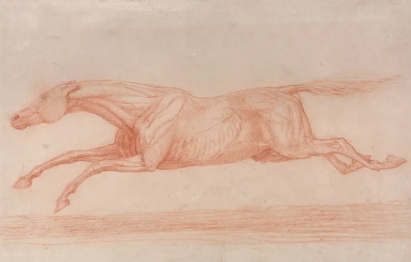 Studie eines Rennpferdes in Bewegung; nach links galoppierend, eine teilanatomische Studie mit abgezogener Haut zur Darstellung der Muskelbewegung von George Stubbs