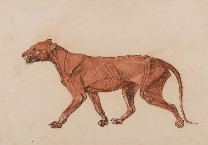 Tigerkörper, Seitenansicht, 1795 – Nr. 3 von George Stubbs