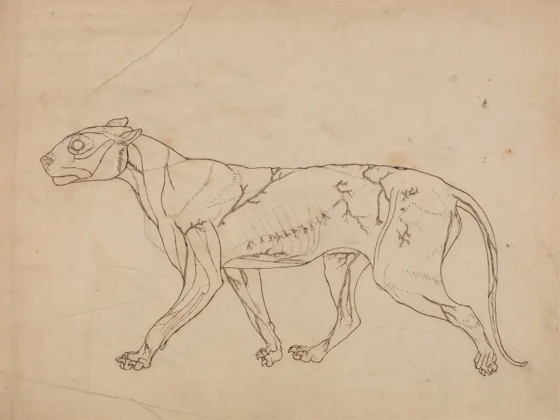 Tělo tygra, boční pohled, 1795 – Nr. 1, George Stubbs