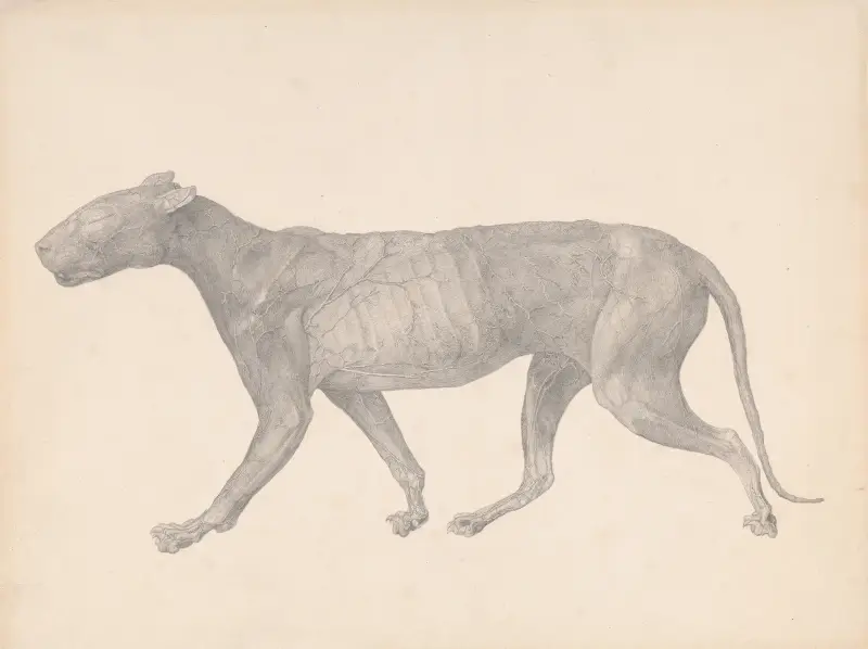 Tiger i sidovy, med hud och vävnad borttagen av George Stubbs