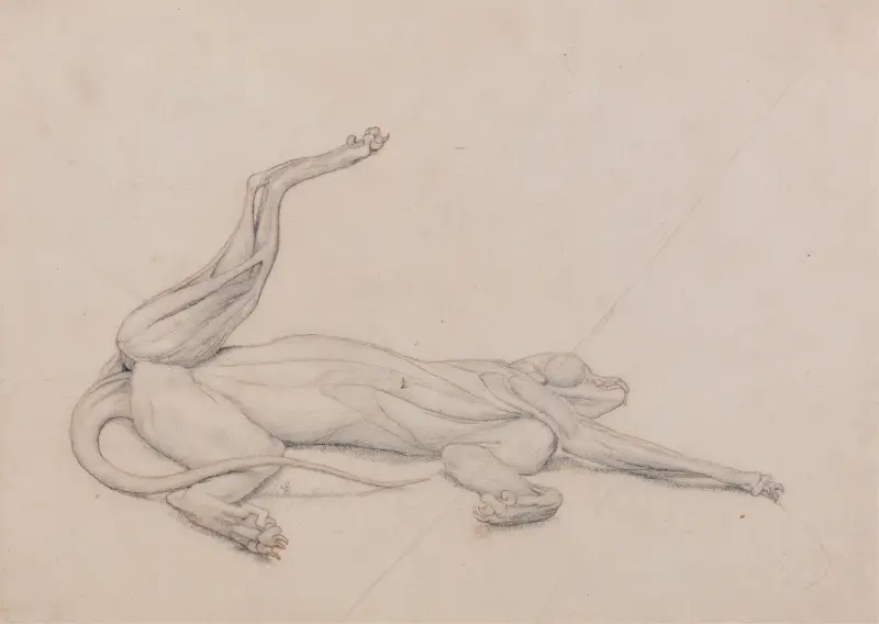 Liegender Tiger, von vorn gesehen von George Stubbs