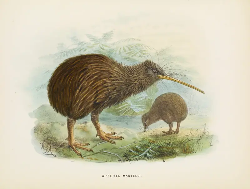 Apteryx mantellii, John Gerrard Keulemans