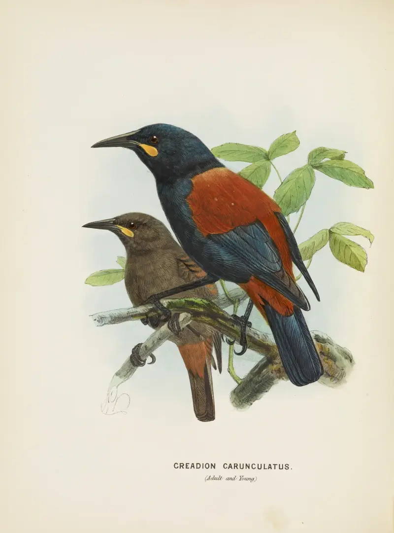 Creadion carnuculatus av John Gerrard Keulemans