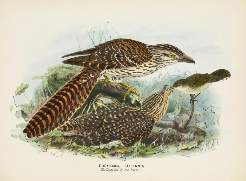 Eudynamis taitensis (Der Jungvogel, gefüttert von einem Grausänger) von John Gerrard Keulemans
