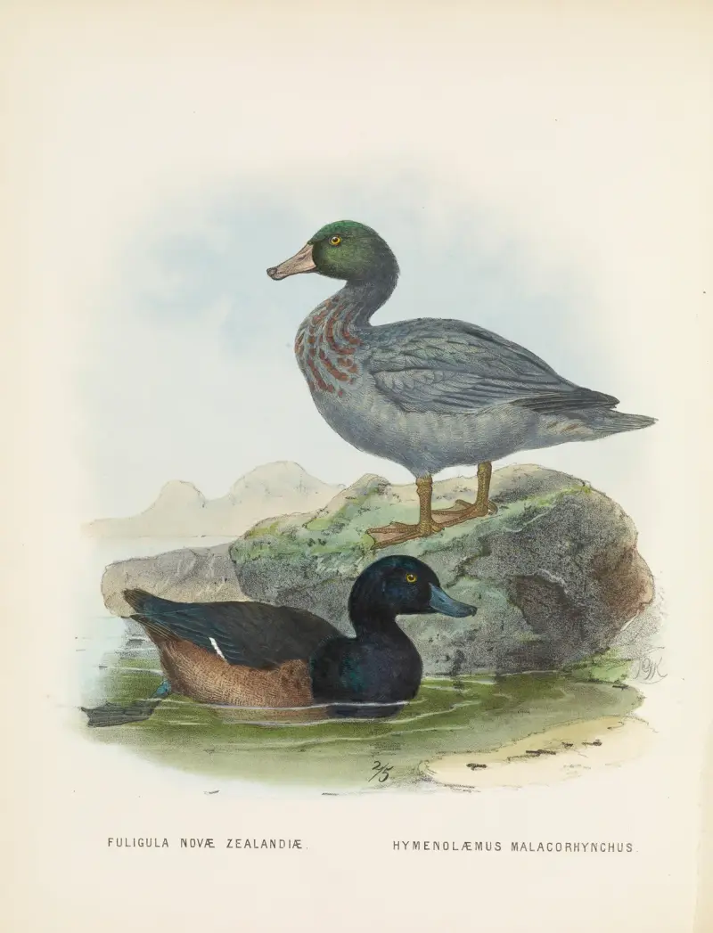 Fuligula novae zealandiae und Hymenolaemus malacorhynchus von John Gerrard Keulemans