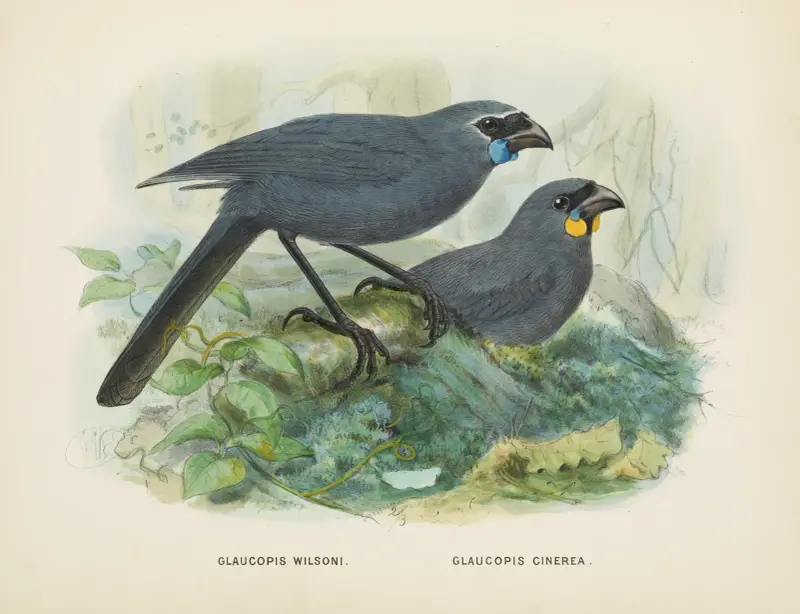 Glaucopis wilsoni och Glaucopis cinerea av John Gerrard Keulemans