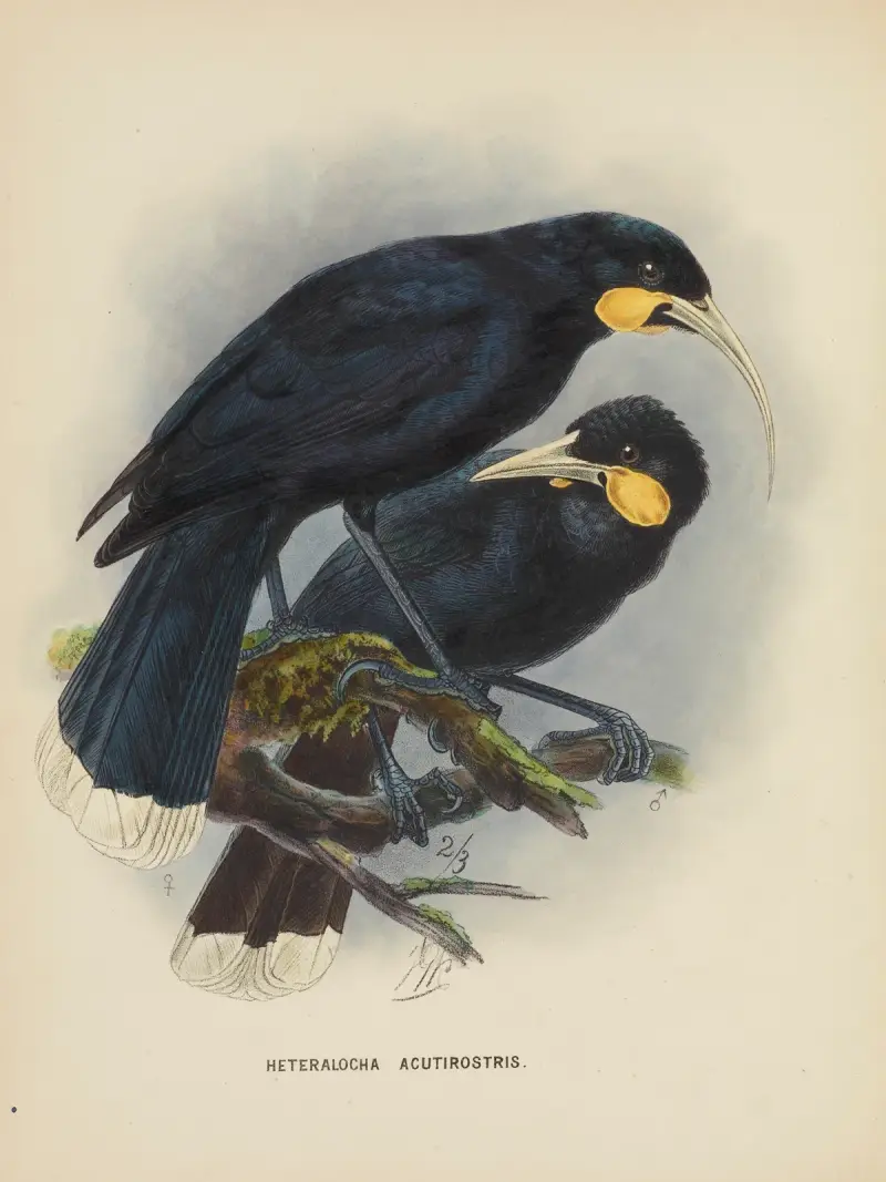 Heteralocha acutirostris von John Gerrard Keulemans