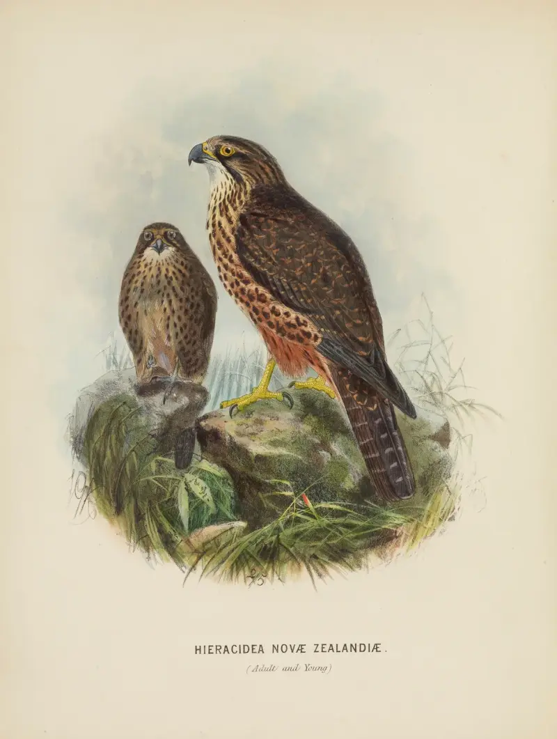 Hieracidea Novae Zealandiae (vuxen och unge) av John Gerrard Keulemans