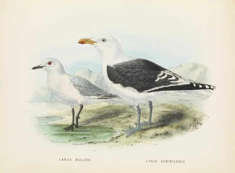 Larus bulleri och Larus dominicanus av John Gerrard Keulemans