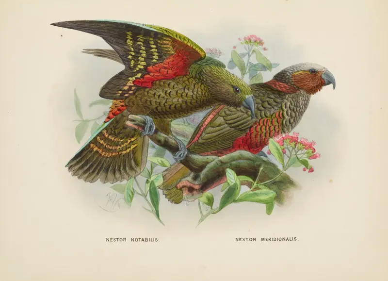 Nestor notabilis och Nestor meridionalis av John Gerrard Keulemans
