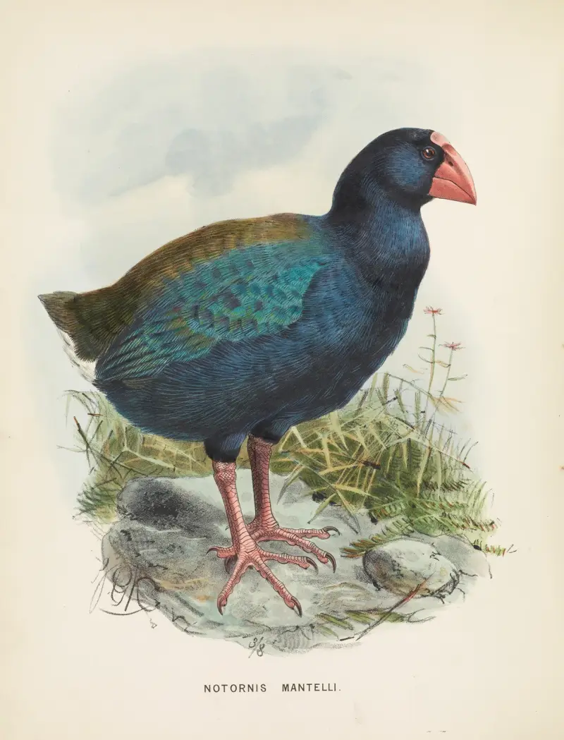 Notornis mantelli von John Gerrard Keulemans