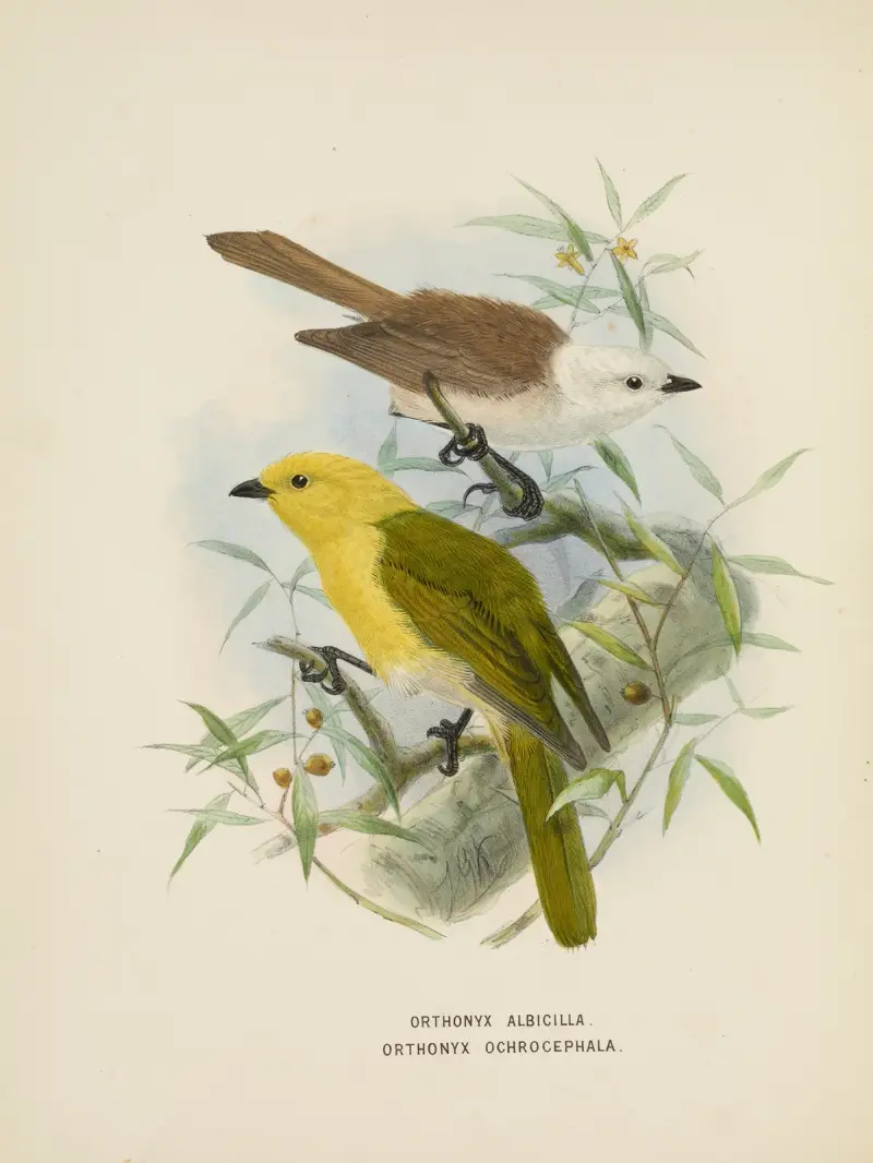 Orthonyx albicilla und Orthonyx ochrocephala von John Gerrard Keulemans