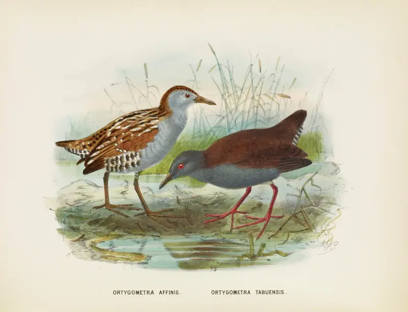 Ortygometra affinis och Ortygometra tabuensis av John Gerrard Keulemans