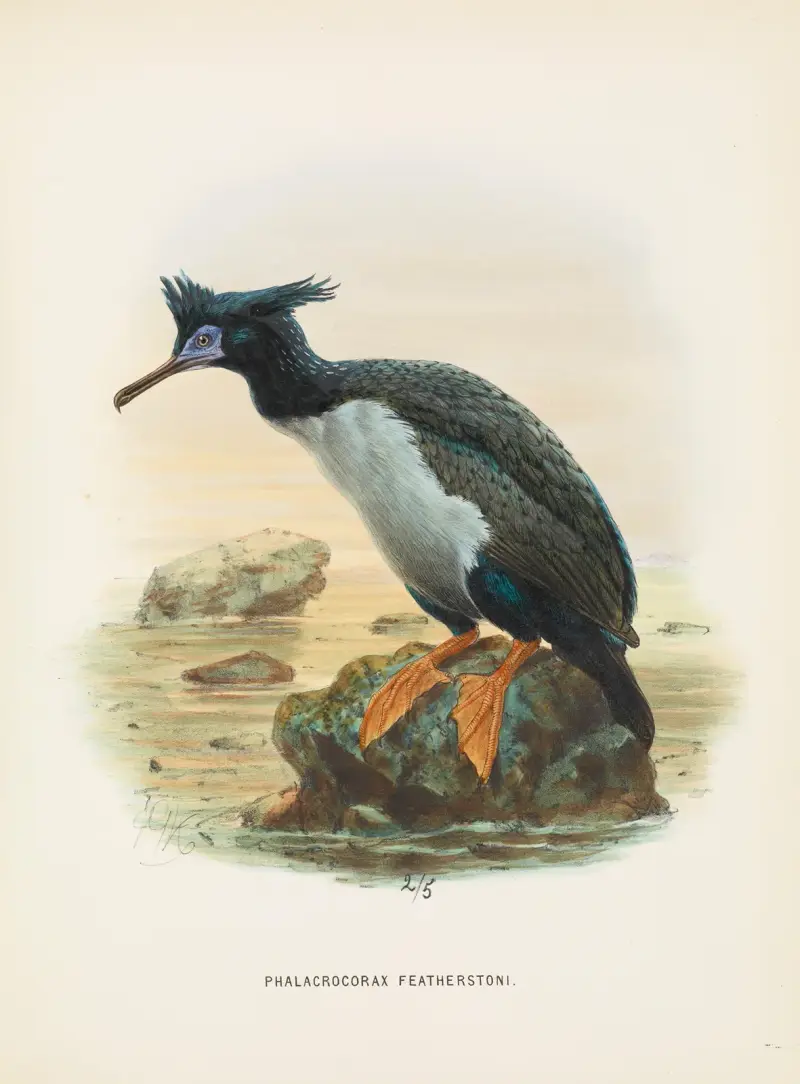 Phalacrocorax featherstoni, John Gerrard Keulemans
