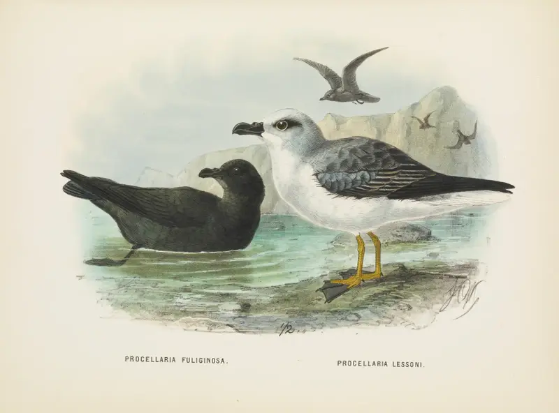 Procellaria fuliginosa und Procellaria lessoni von John Gerrard Keulemans