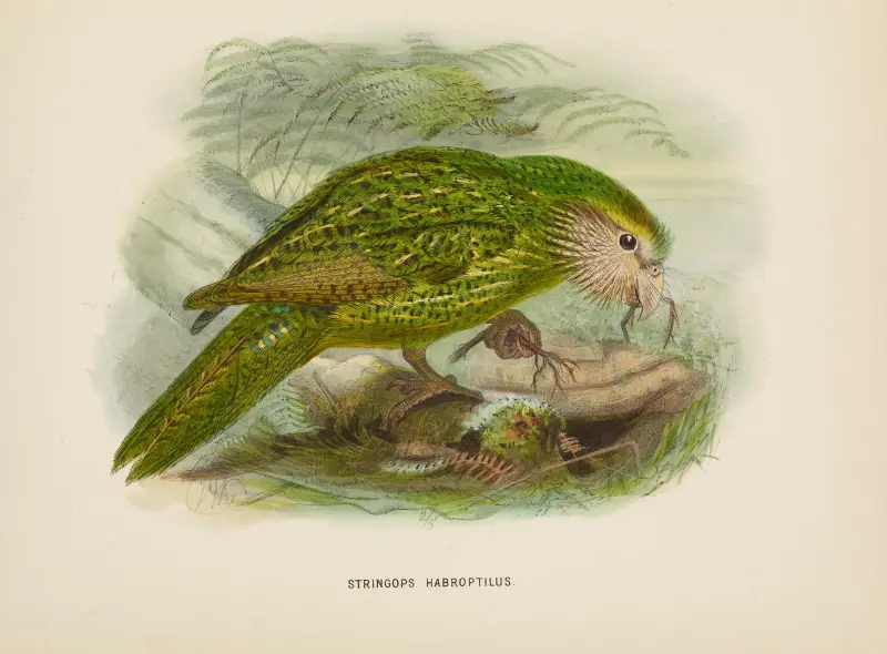 Stringops habroptilus von John Gerrard Keulemans