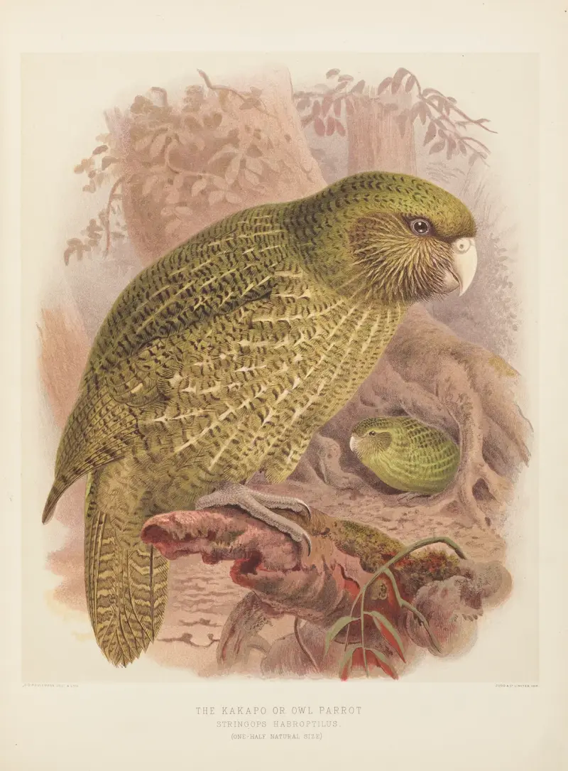 Der Kakapo oder Eulenpapagei Stringops Habroptilus von John Gerrard Keulemans