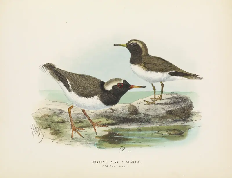Thinornis nove zealandiae (Altvogel und Jungvogel) von John Gerrard Keulemans