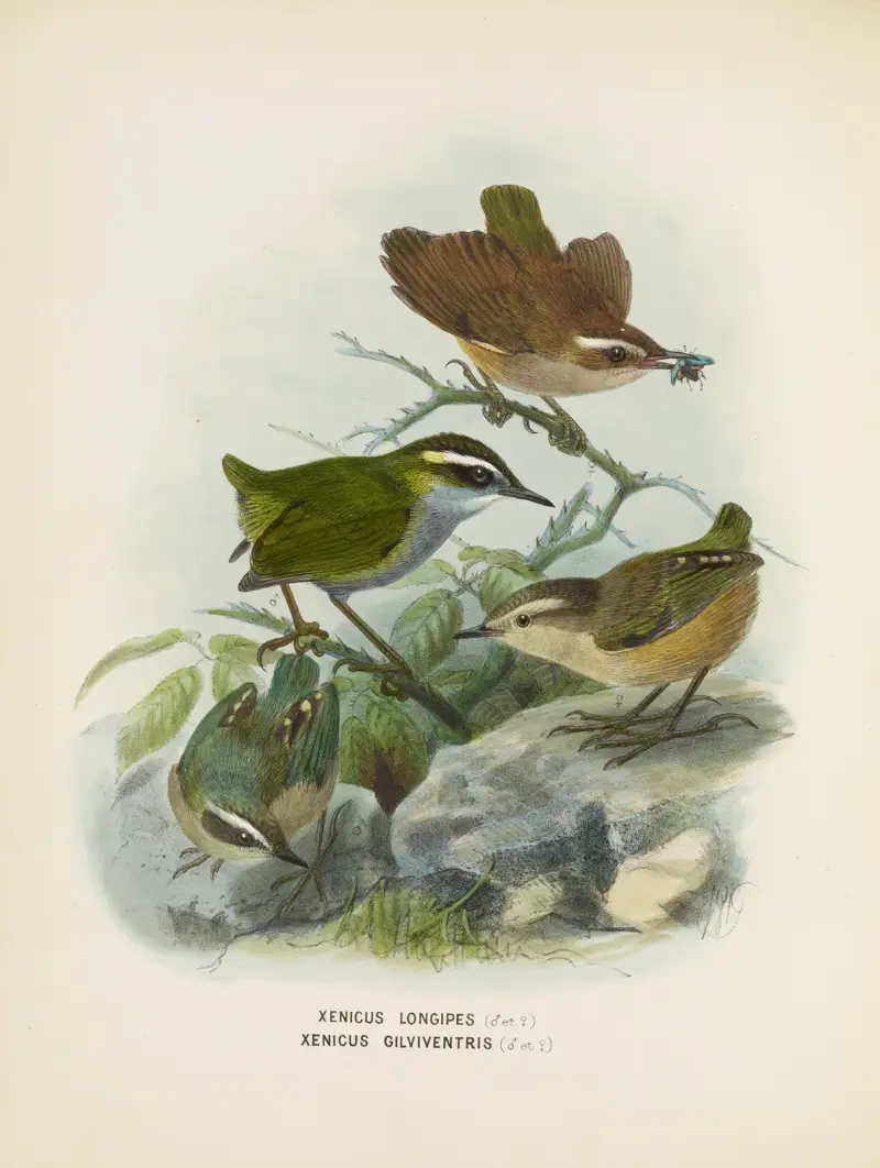 Xenicus longipes (Männchen und Weibchen) und Xenicus gilviventris (Männchen und Weibchen) von John Gerrard Keulemans