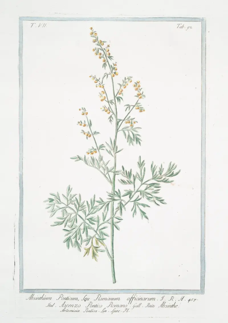 Absinthium Ponticum, seu Romanum officinarum – Ascenzo Pontico Romano – Absinthe Artemisia Pontica Lin. Spec. Pl. (Roman wormwood) av Giorgio Bonelli