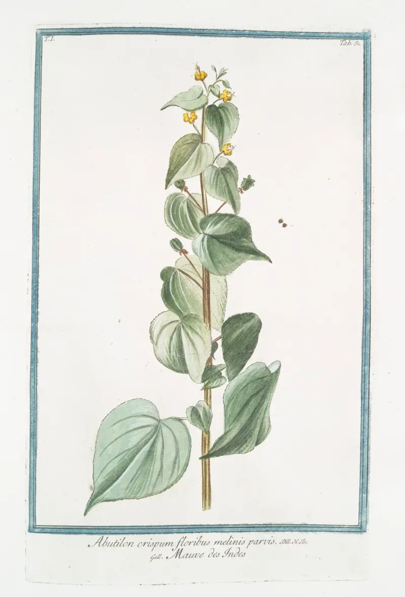 Abutilon crispum floribus melinis parvis – Mauve des Indes av Giorgio Bonelli