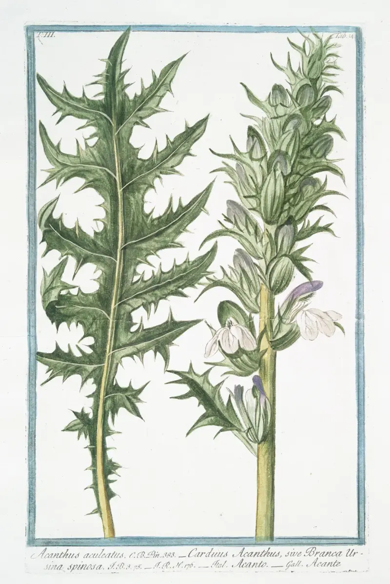 Acanthus aculeatus – Carduus Acanthus, sive Branca Ursina spinosa – Acanto – Acante. (Butcher’s broom) av Giorgio Bonelli