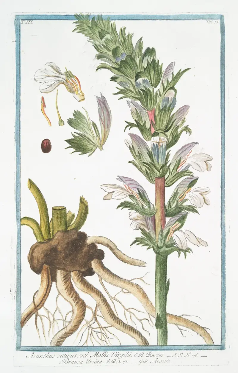 Acanthus sativus, vel Mollis Virgilii – Branca Ursina – Acante (Björnklo) av Giorgio Bonelli
