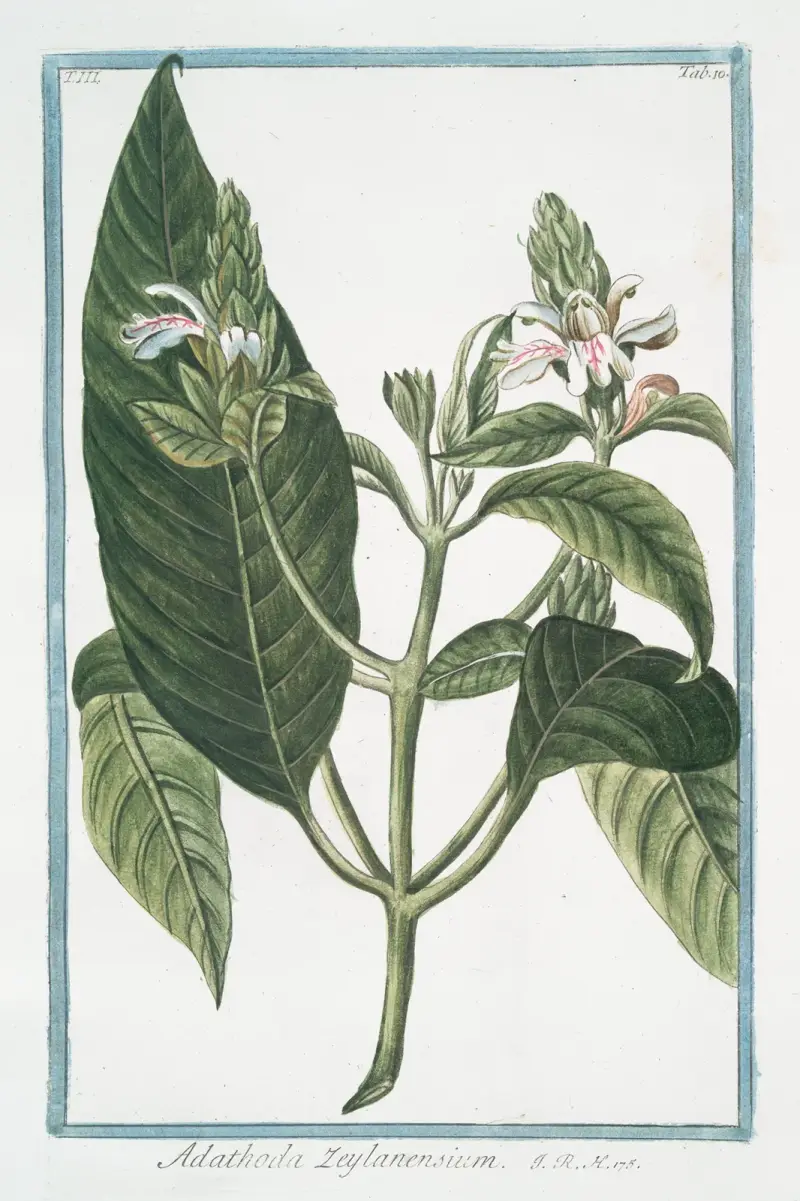 Adathoda Zeylanensium, Giorgio Bonelli