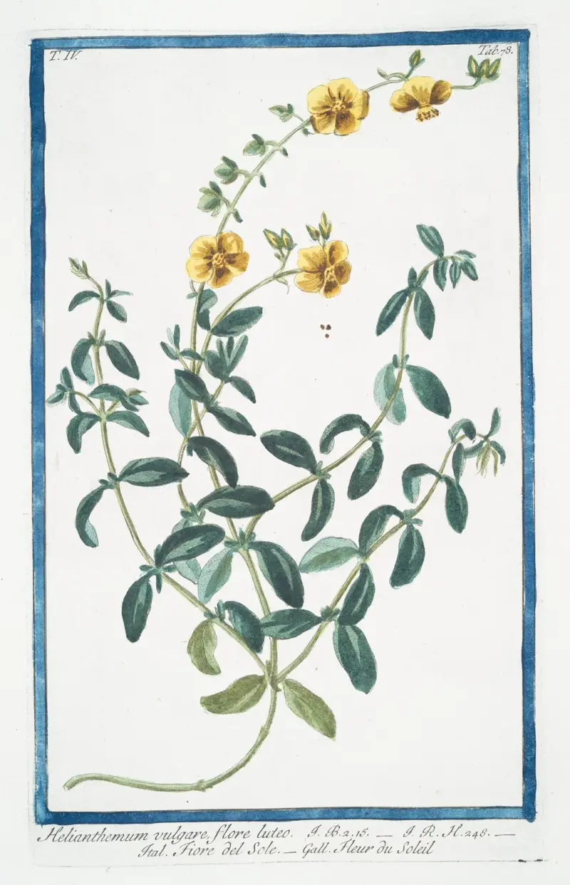 Helianthemum vulgare, flore luteo (Solvända) av Giorgio Bonelli
