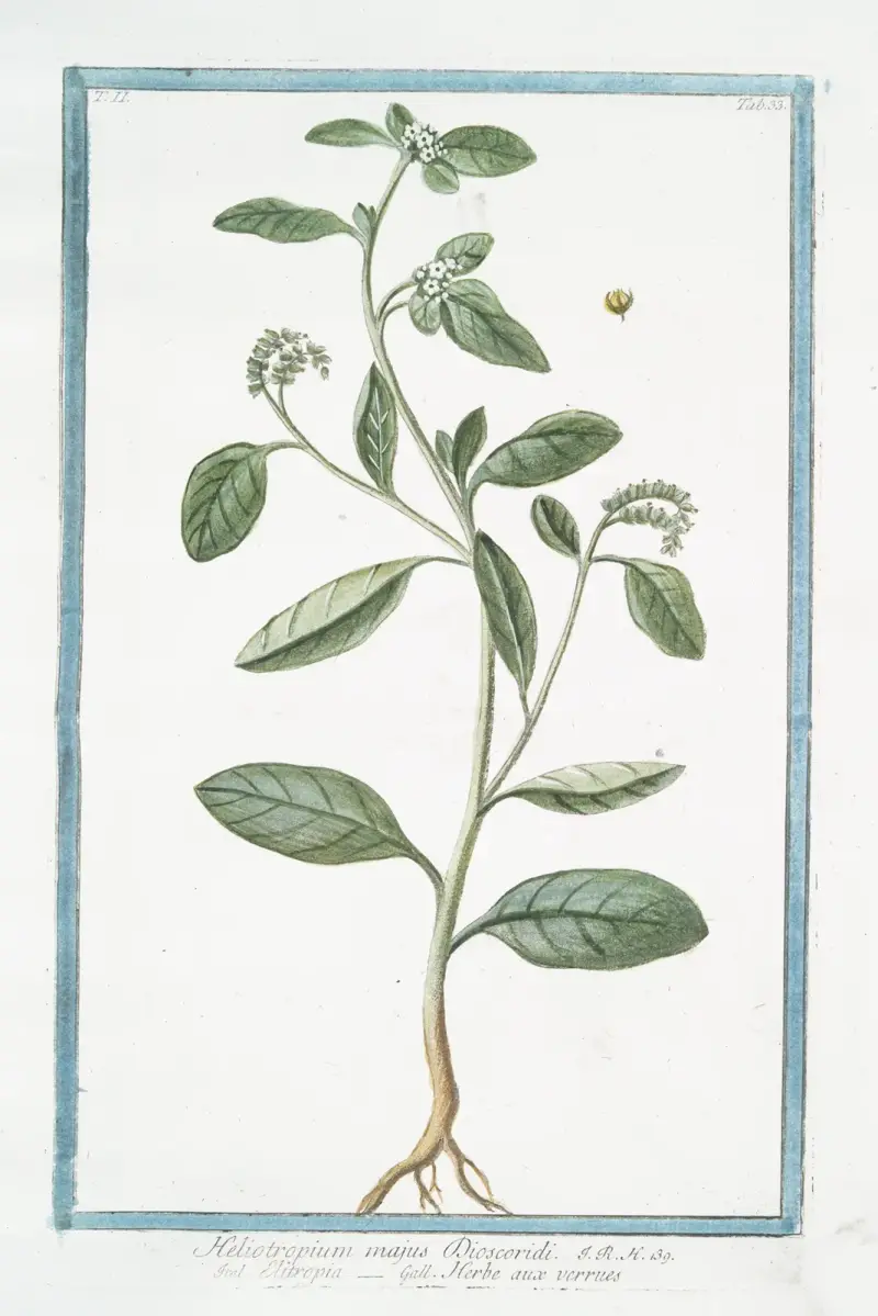 Heliotropium majus Discoridi – Elitropia – Herbe aux verrues (Heliotrop, körsbärspaj) av Giorgio Bonelli