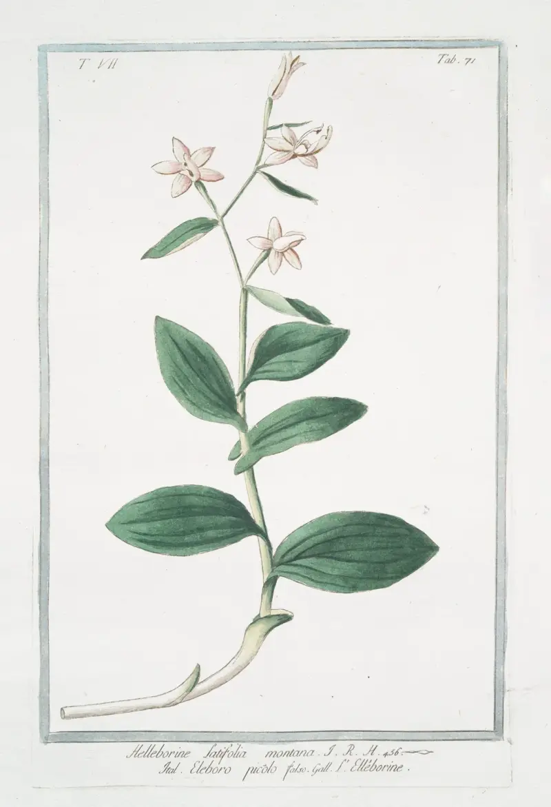 Helleborine, latifolia montana – eleboro picólo falso – L' Elléborine av Giorgio Bonelli