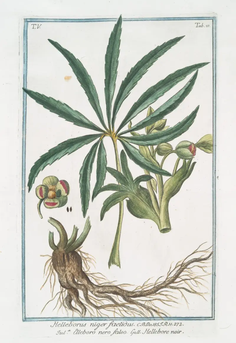Helleborus niger foetidus – falsk julros av Giorgio Bonelli