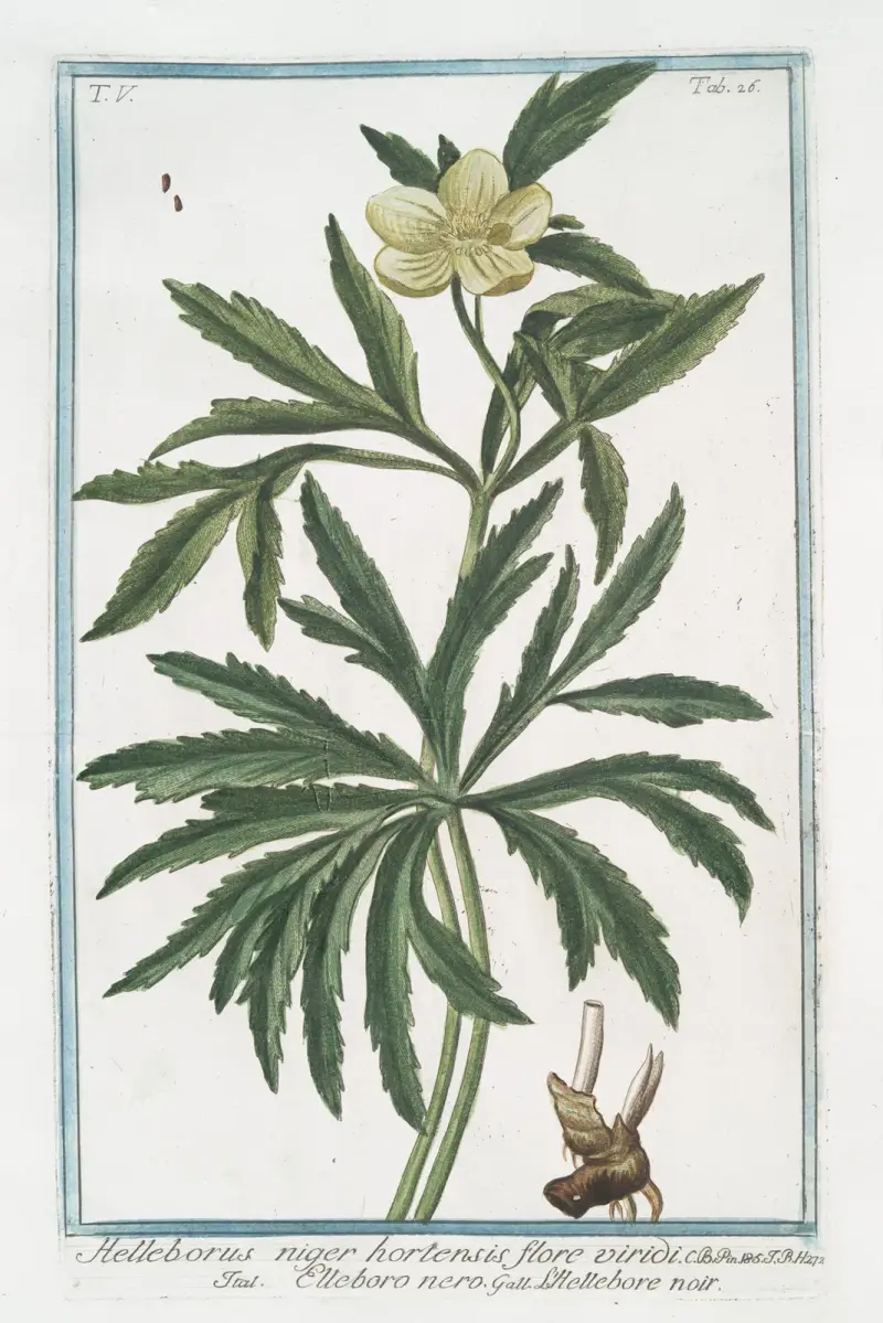 Helleborus niger hortensis flore viridi – Julros (Green Hellebore) av Giorgio Bonelli