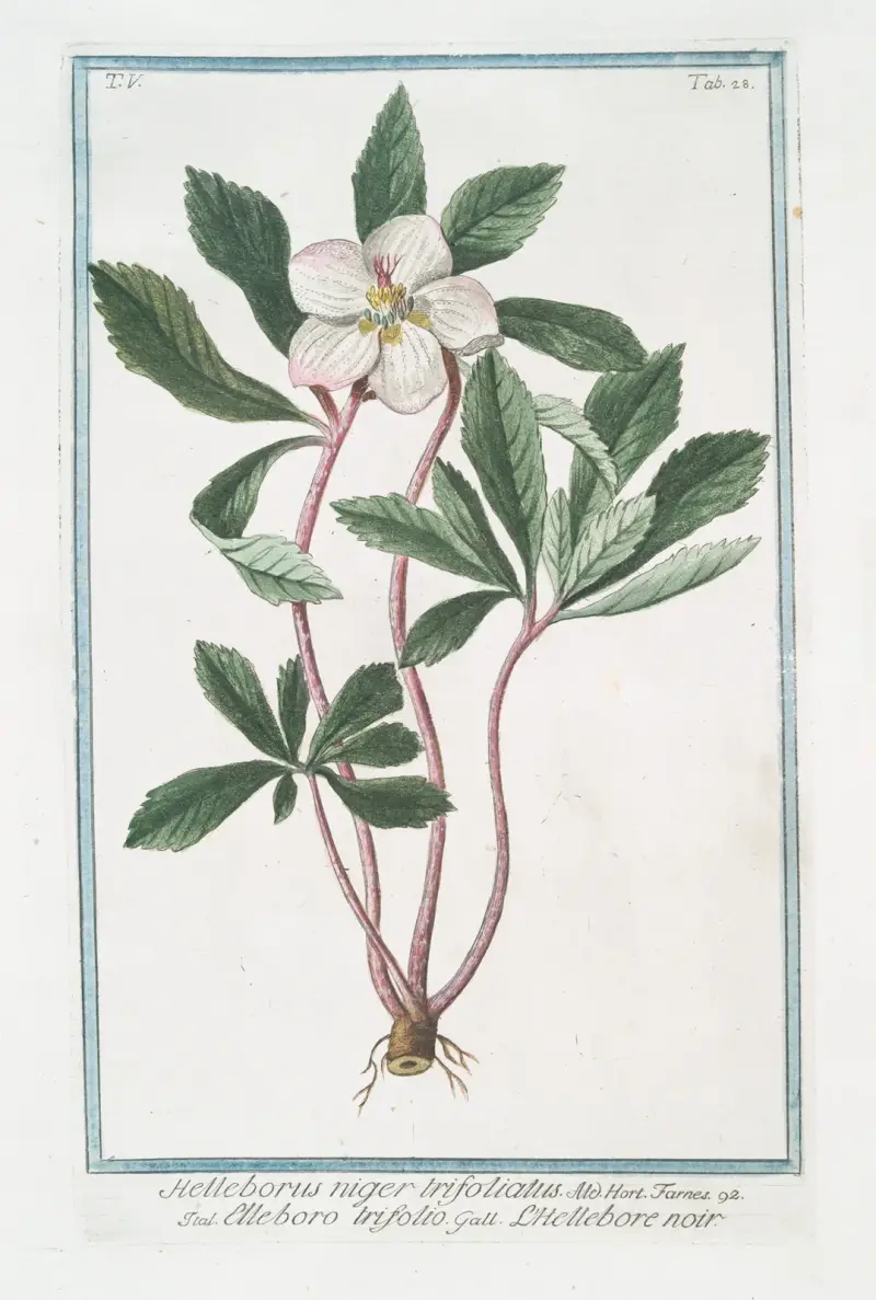 Helleborus niger trifoliatus – Elleboro trifolio – L'Hellebore noir. (Stinking hell-wore, three leaved) av Giorgio Bonelli