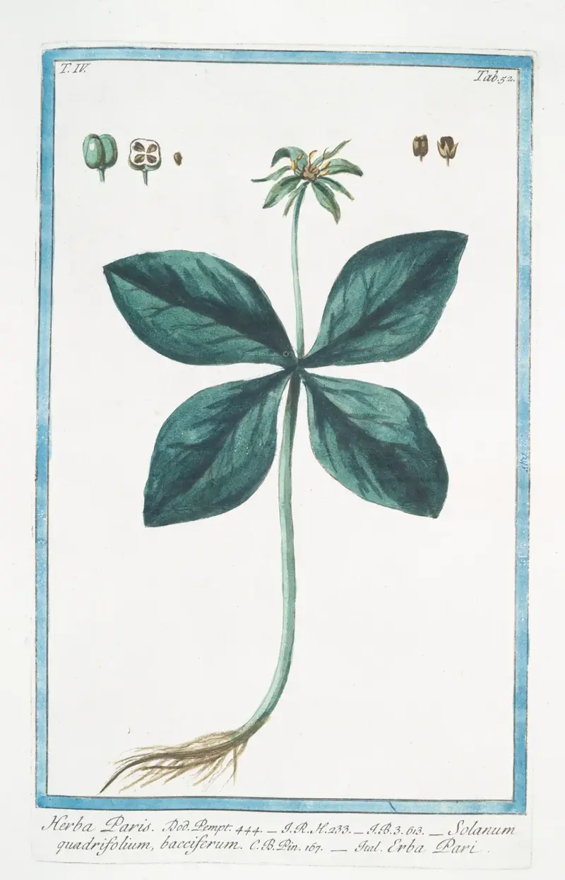 Herba Paris – Solanum quadrifolium, bacciferum – Erba Pari (Ormbär) av Giorgio Bonelli