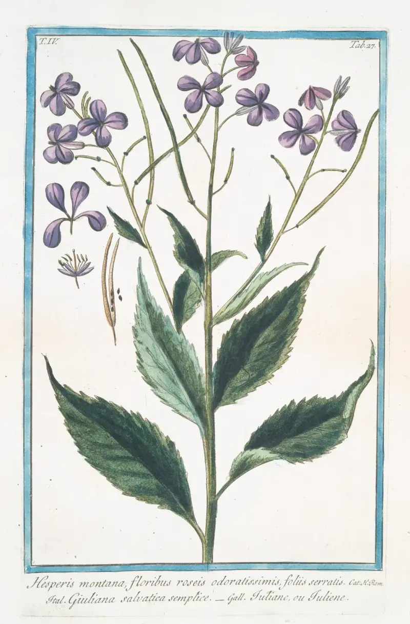 Hesperis montana (Sweet Rocket) av Giorgio Bonelli